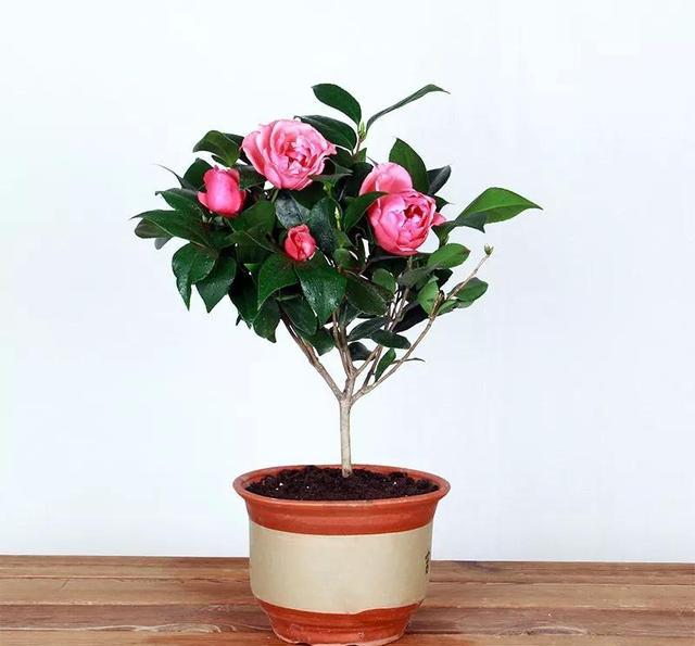 这8中冬季室内养的开花盆栽植物你最喜欢哪一种