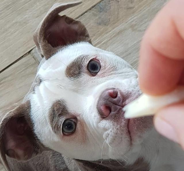 狗狗因为天生一副八字眉,成为最悲伤的狗狗,全是眉毛惹的祸