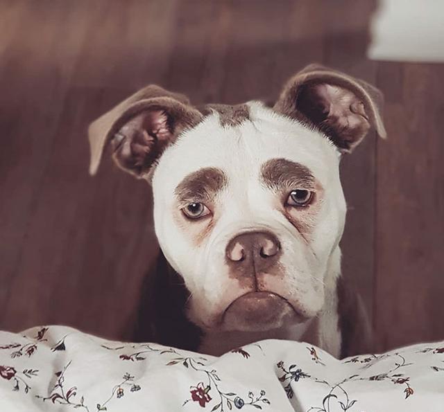 狗狗因为天生一副八字眉,成为最悲伤的狗狗,全是眉毛惹的祸