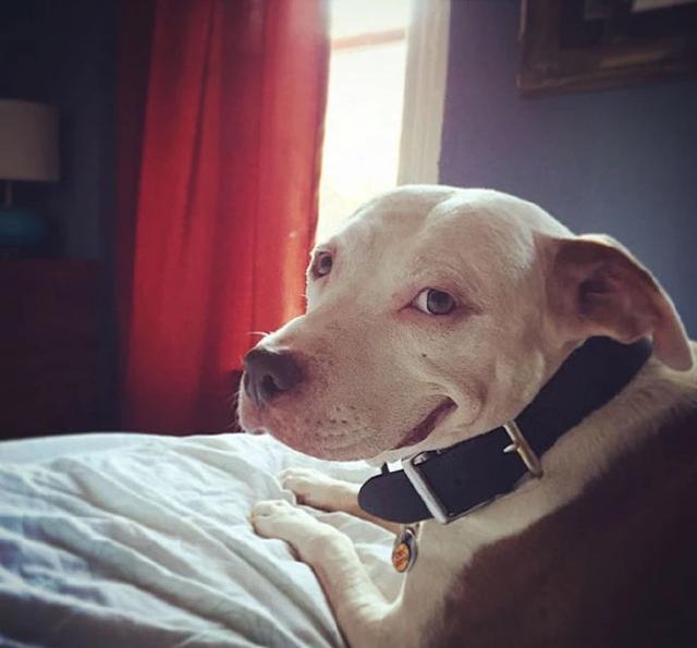 快来看看这里有一大波或搞笑或呆萌的狗狗头像快点换上吧