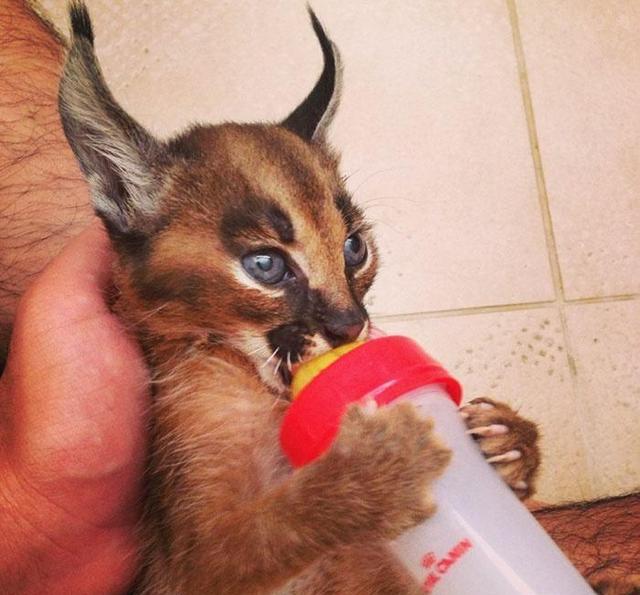 5张人类给猫科动物宝宝喂奶的照片,每一张都能萌化你!|白虎|小狮子|奶