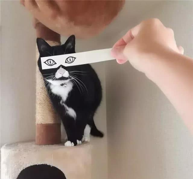 猫咪被迫当了一回表情包各种表情笑坏网友猫咪心中满是无奈