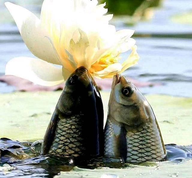 心理学:你觉得哪张鲤鱼衔荷叶最美?测你最近有没有好运降临!