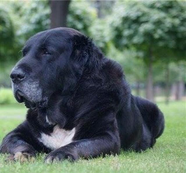 养猛犬,光看别迷,迷了别买,买了别卖,卖了别悔