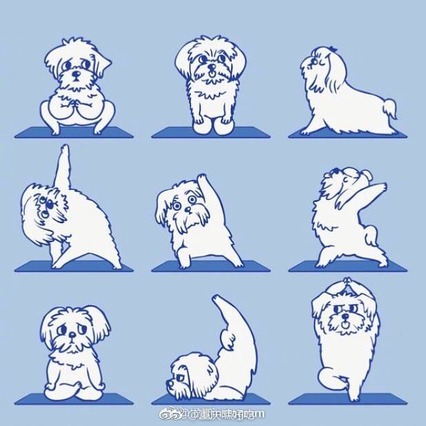 可爱的狗狗做瑜伽