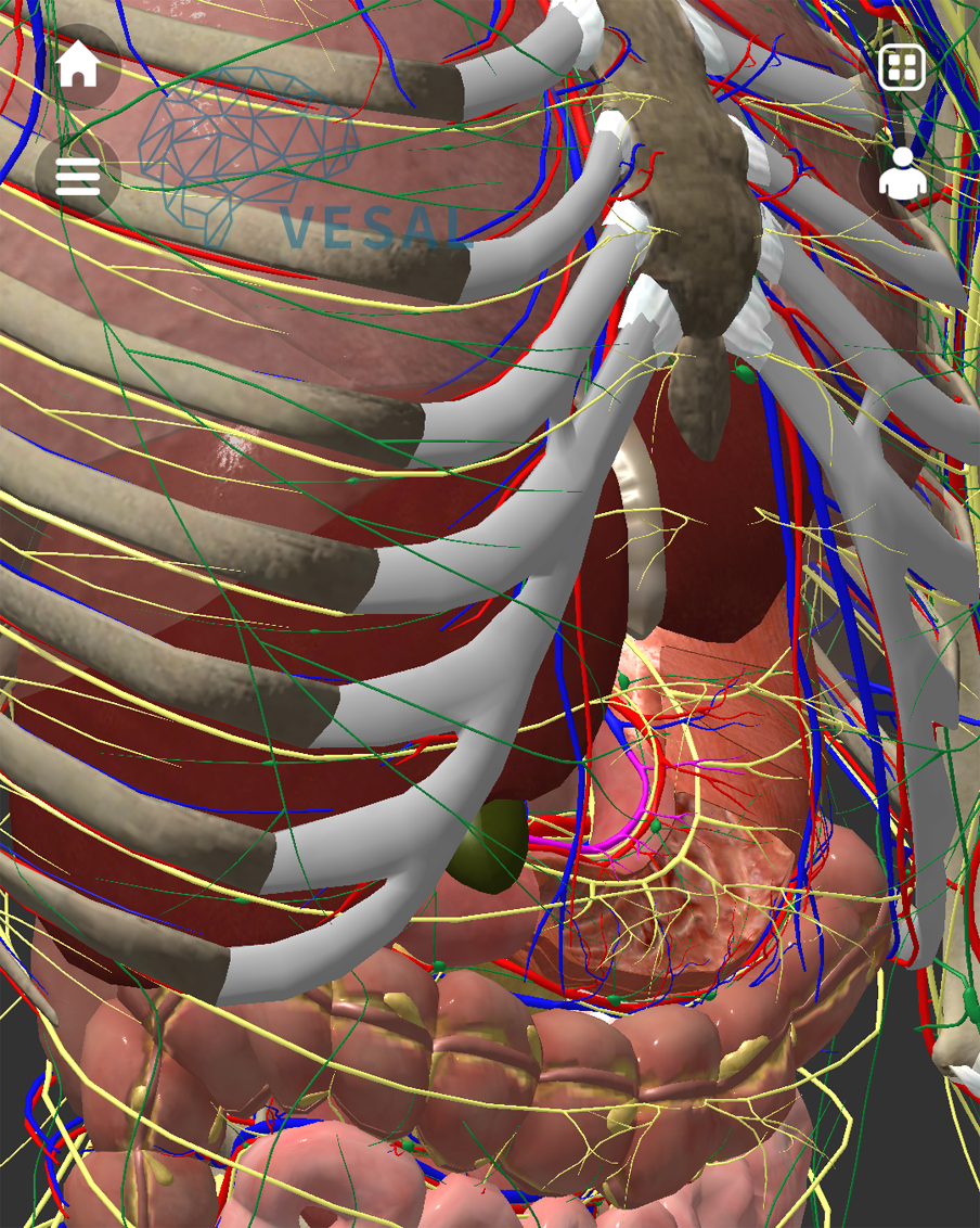 维萨里3d解剖21版本整体上线