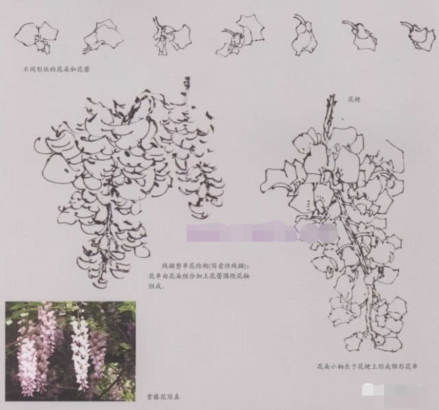 国画自学入门教程:写意紫藤的画法步骤详解,写意紫藤的构图举例