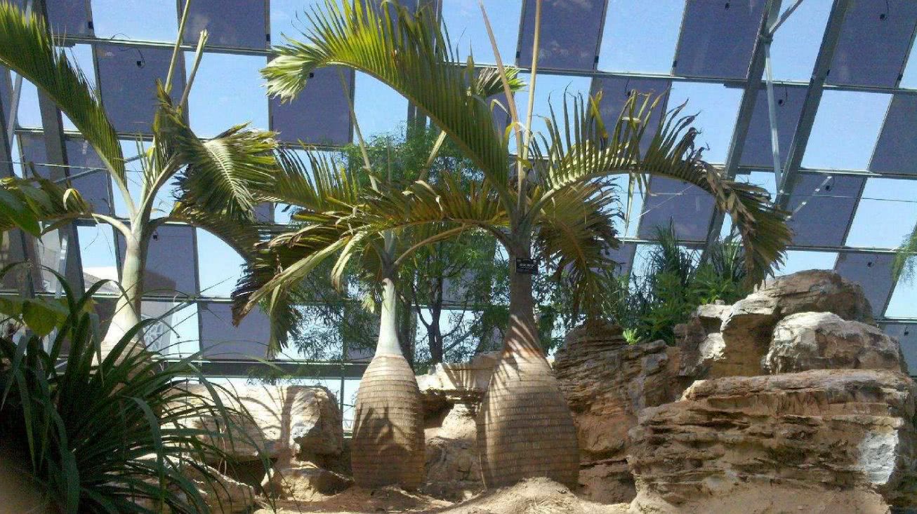 这种树就是生长在南美洲的"瓶子树"