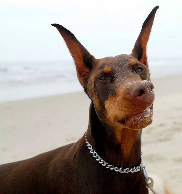 狗生圆满啊!我承认我被虐了,羡慕嫉妒恨啊!