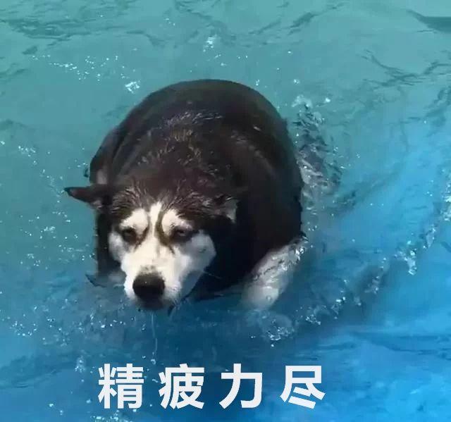 二哈在泳池游泳,表情却意外的严肃,走近一看笑哭了