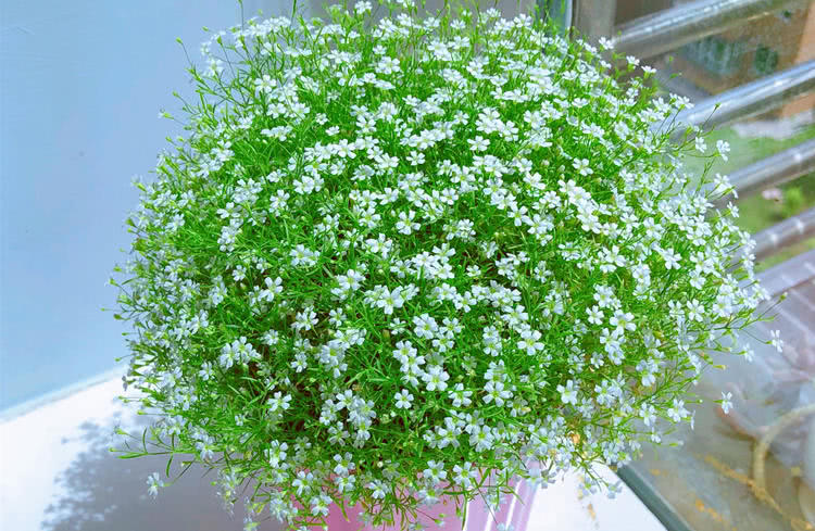 满天星(满天星怎么养才不会枯萎) - 0415花卉网