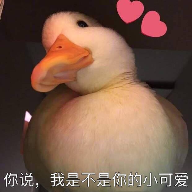 这只鸭说了这些有趣的话|鸭鸭|羽毛|可爱_新浪新闻
