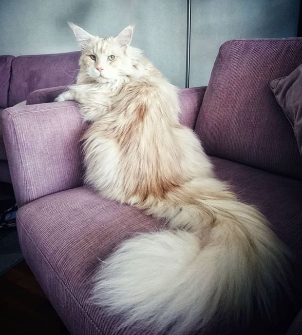 缅因猫因为产于美国的缅因州而得名,这种猫的毛发非常的长,体型也是偏