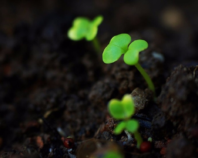 风吹新绿草芽坼雨洒轻黄柳条湿