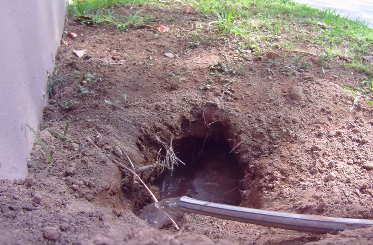 男子发现院中多一大洞,灌水进去后钻出一物,抓住后立刻选择放生