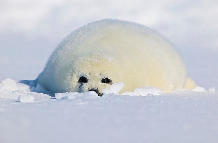 哈哈哈这是啥糯米团子啊格陵兰小海豹在哪能买到给我个链接