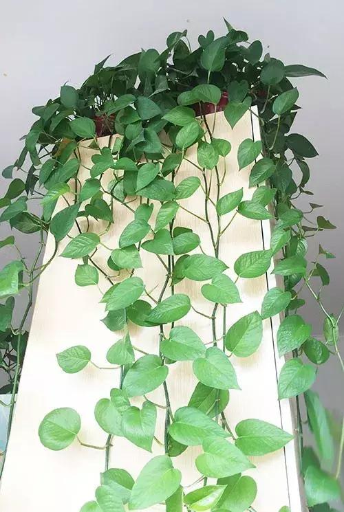 绿萝几个月疯长到了2米高家里有养绿萝的推荐