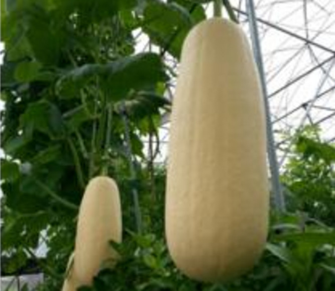 下面这个长得白白胖胖的就是笋瓜了,笋瓜.又称北瓜,玉瓜.