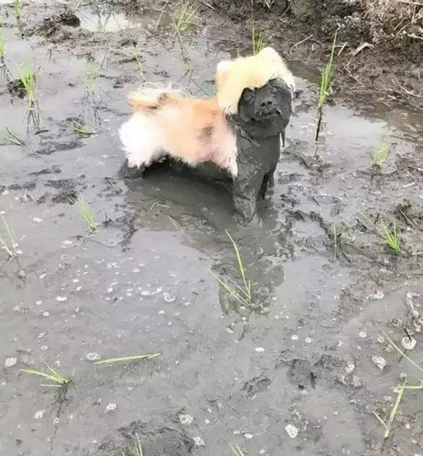 好端端的博美掉进泥坑里变得好可怕