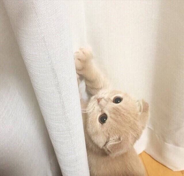 迷你折耳猫