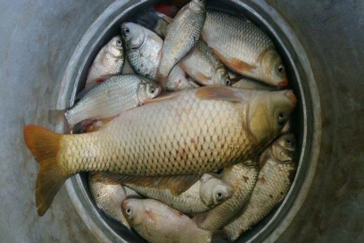 这款秘制野钓特效鲫鲤鱼窝料配方 诱鱼快留鱼长久不散