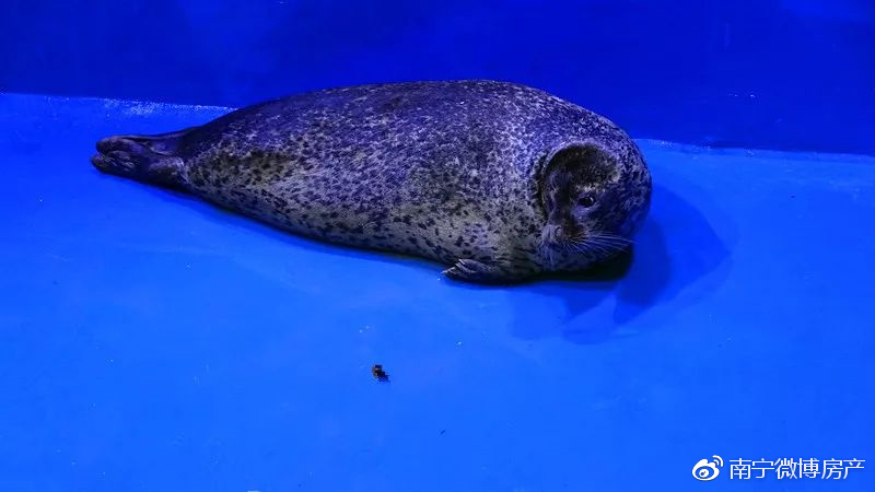 我们胖纸也是超可爱的!|斑海豹|海狮|海象_新浪新闻