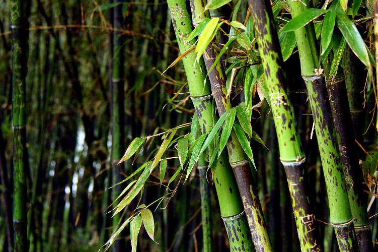秦始皇遇到松树和竹子挡道,只因一个原因,两种树命运却截然相反