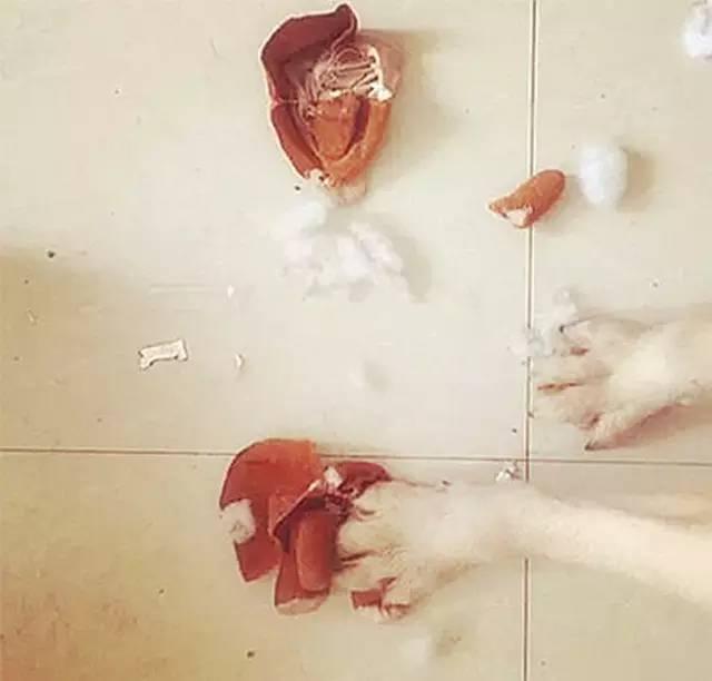 场面十分惨烈,看图你们就能感受到,这个脑浆飞溅的场面这辈子都没看见