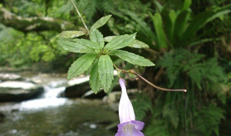 石吊兰别名黑乌骨,石豇豆,石泽兰,大姜豆,小泽兰,岩豇豆,岩茶,岩泽兰
