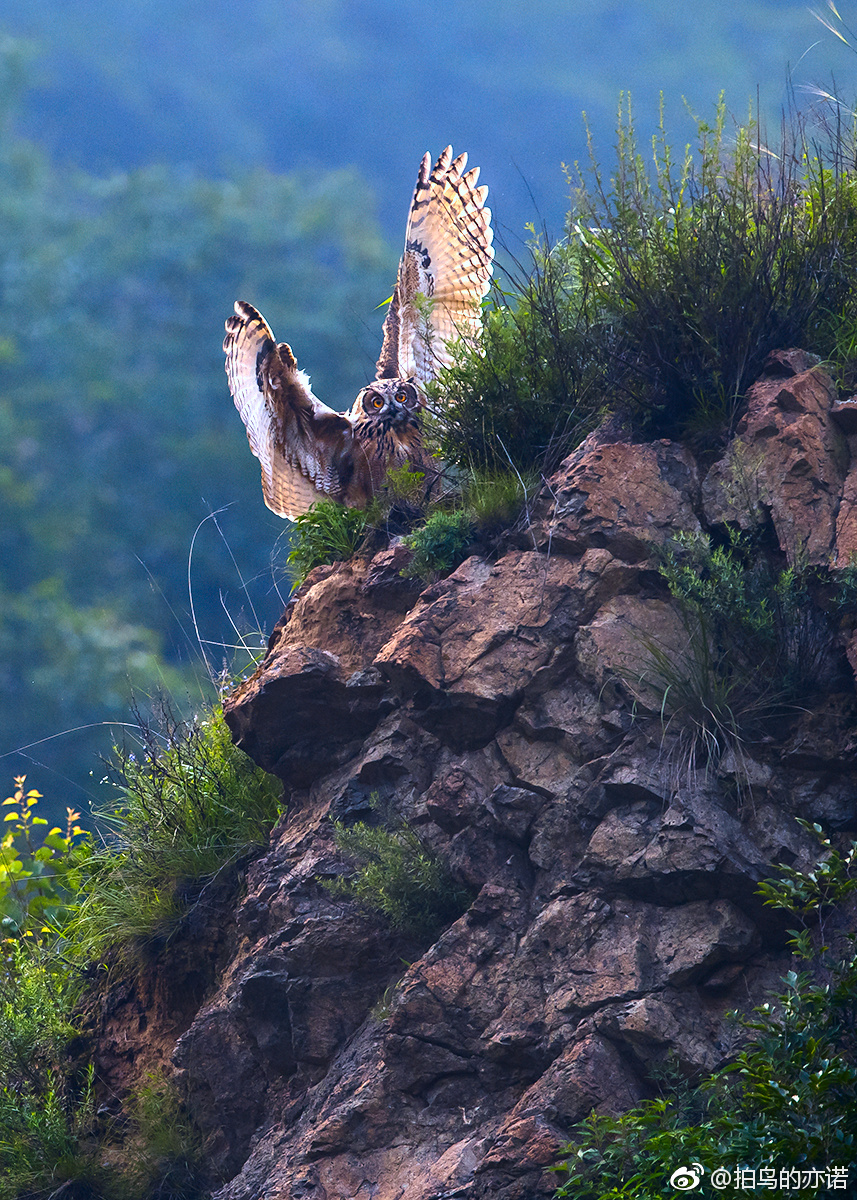 快乐的雕鸮宝宝.雕鸮(学名:bubo bubo),又叫大猫头鹰,恨狐,夜猫.