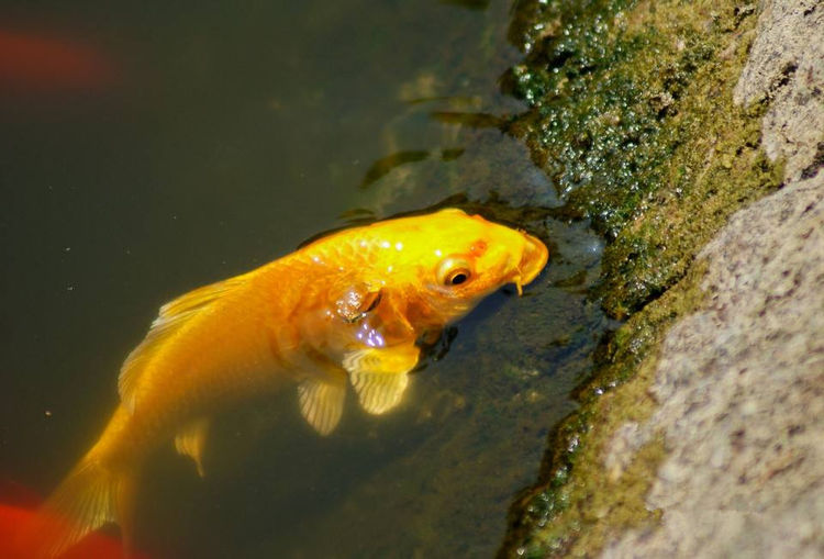 他买下金色鲤鱼放生,得报答当上状元,原来鲤鱼真实身份惊人