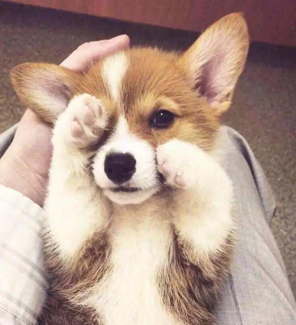 送异地男友超萌小柯基,7月后再见主人一掌拍去:你以为养猪呢!