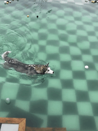 两条哈士奇相继在泳池游泳,网友看完全笑趴:后面那条才是纯二哈