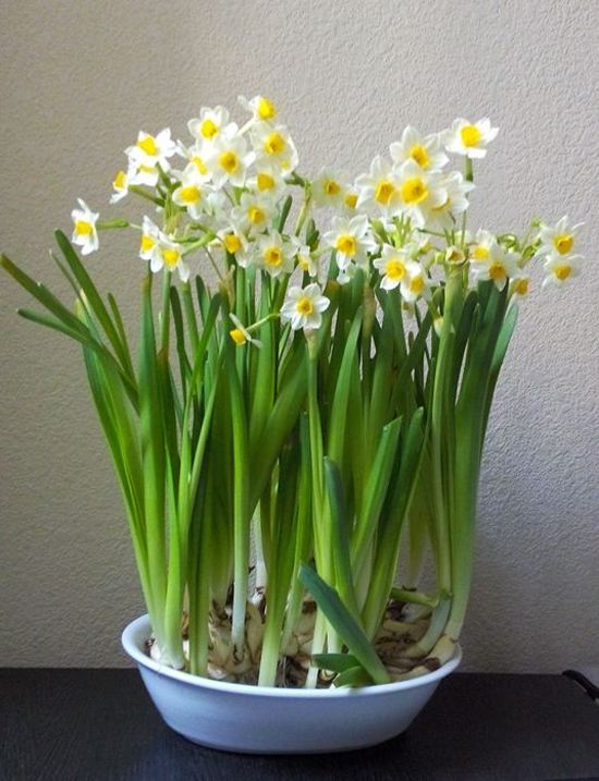 百合花|水仙花|植物_新浪新闻