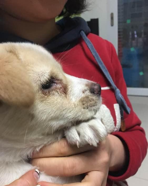 带它去医院做检查竟是犬瘟 好可怜|流浪狗|犬瘟|狗狗_新浪新闻