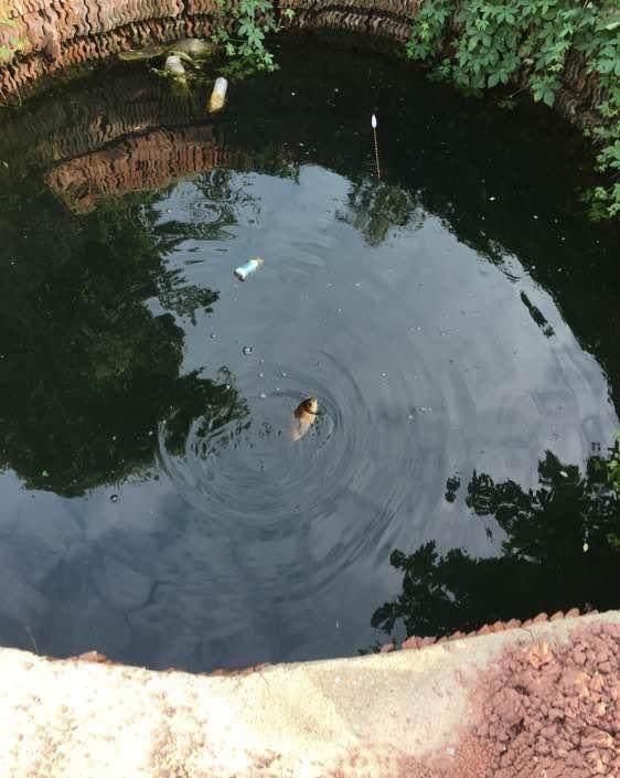 农村的深井里钓鱼, 水是黑了点, 但是真的有鱼上钩