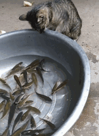 198_271gif 动态图 动图