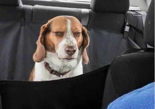 表情 而这只狗就比较高冷了 它给了主人这样一个眼神 想不到狗也有怂