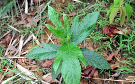 在山上看到这有五个手指的植物,别错过,它可是味很好的药材|五指毛桃