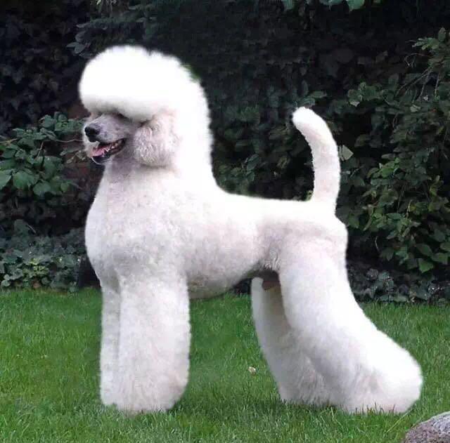 世界犬种介绍之六优雅高贵贵宾犬俗称泰迪