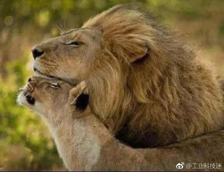 陷入爱河里的一对狮子