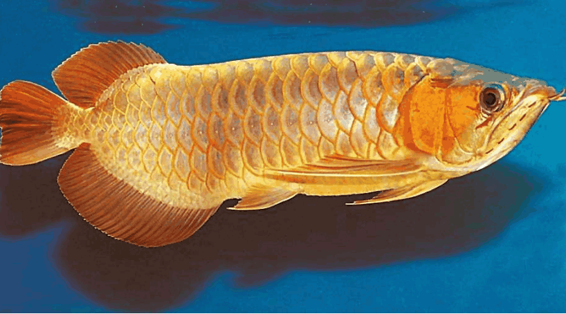 用嘴孵卵的鱼被人们当作发财鱼如今数量已经少的可怜