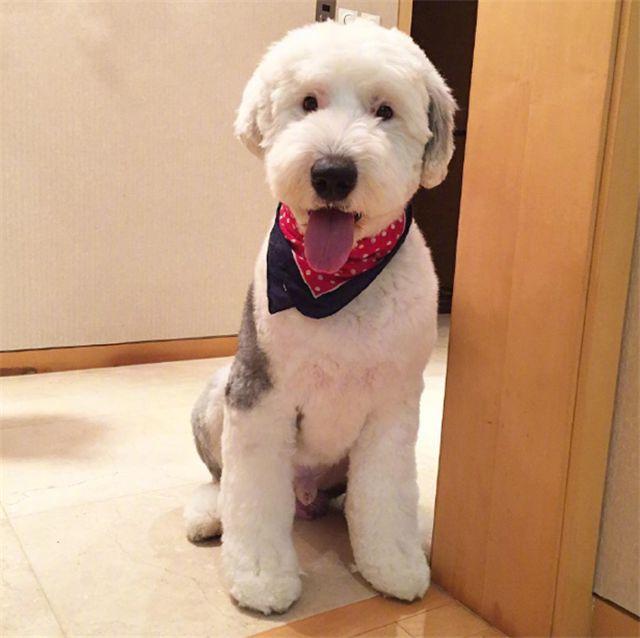 造型|古牧犬|胖子_新浪新闻