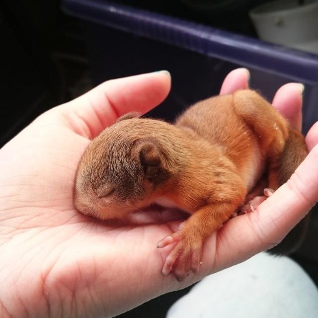 捡回的松鼠宝宝将一只玩具熊当妈妈,一直抱着熊玩具才会安心