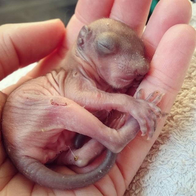 捡回的松鼠宝宝将一只玩具熊当妈妈,一直抱着熊玩具才会安心