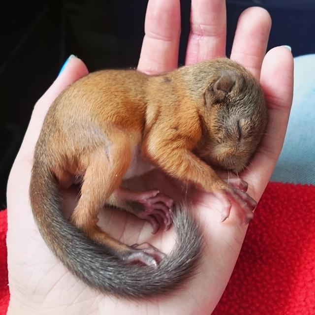 捡回的松鼠宝宝将一只玩具熊当妈妈,一直抱着熊玩具才会安心