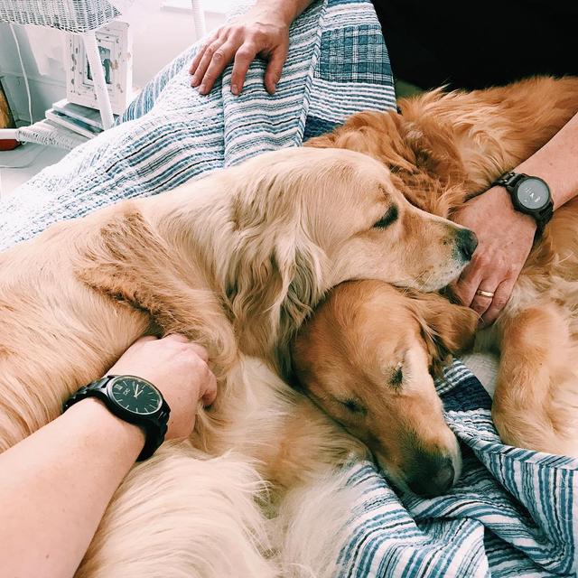 这对金毛的幸福日常,让人感受到暖暖的爱