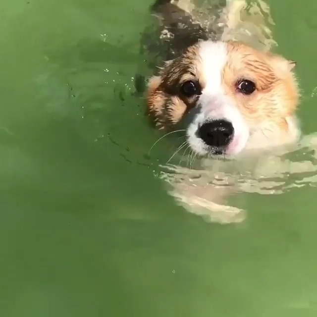 游泳健将柯基犬,这游泳的姿势好萌!