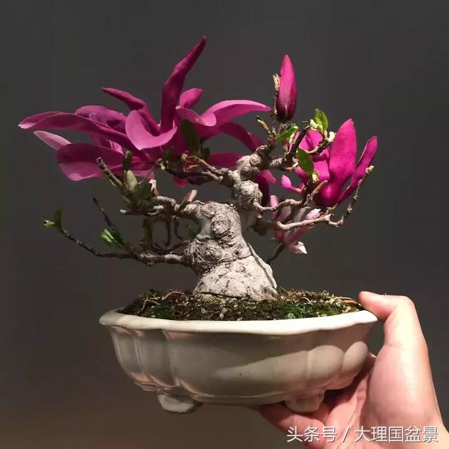 紫玉兰市场上养出状态的微型盆景,价格少则几百多则过千上万,很多刚