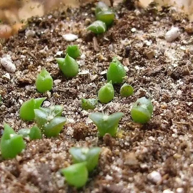 仙人掌除了直接用扦插的方法繁殖还可以尝试一下播种繁殖